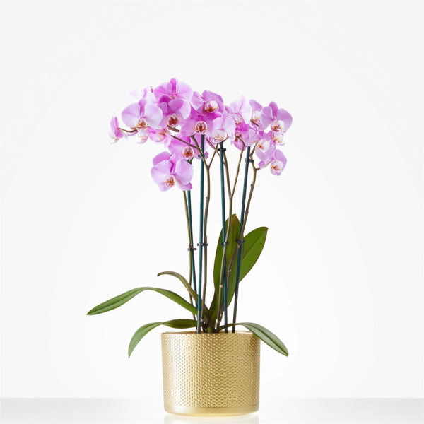 Oktober in huis Orchidee roze met pot opening nieuwe zaak